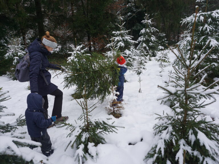 Cutting Your Own Christmas Tree with Toddlers