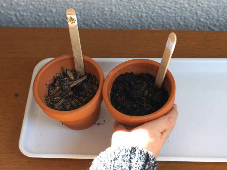 Planting Sunflower Seeds with Toddlers